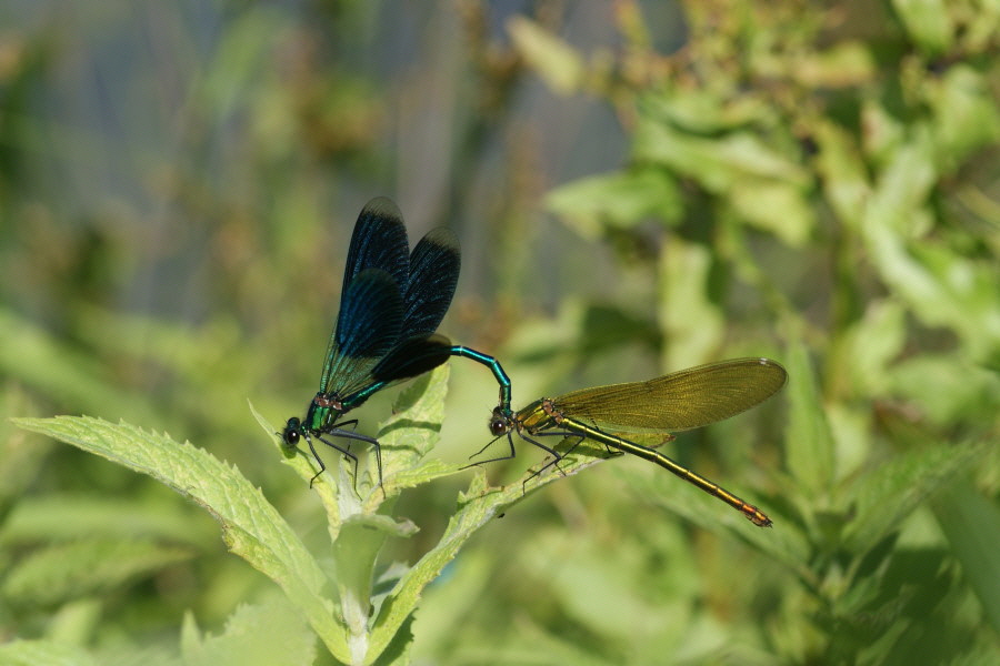 Blaufluegel-Prachtlibelle-DSC08308-900