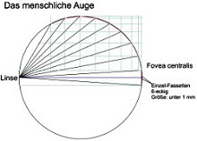 Fovea-centralis-250