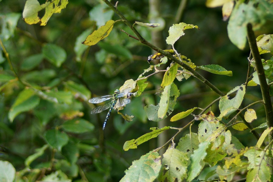 Blaugruene-Mosaikjungfer-Binsenfeld-Saarland-DSC06910