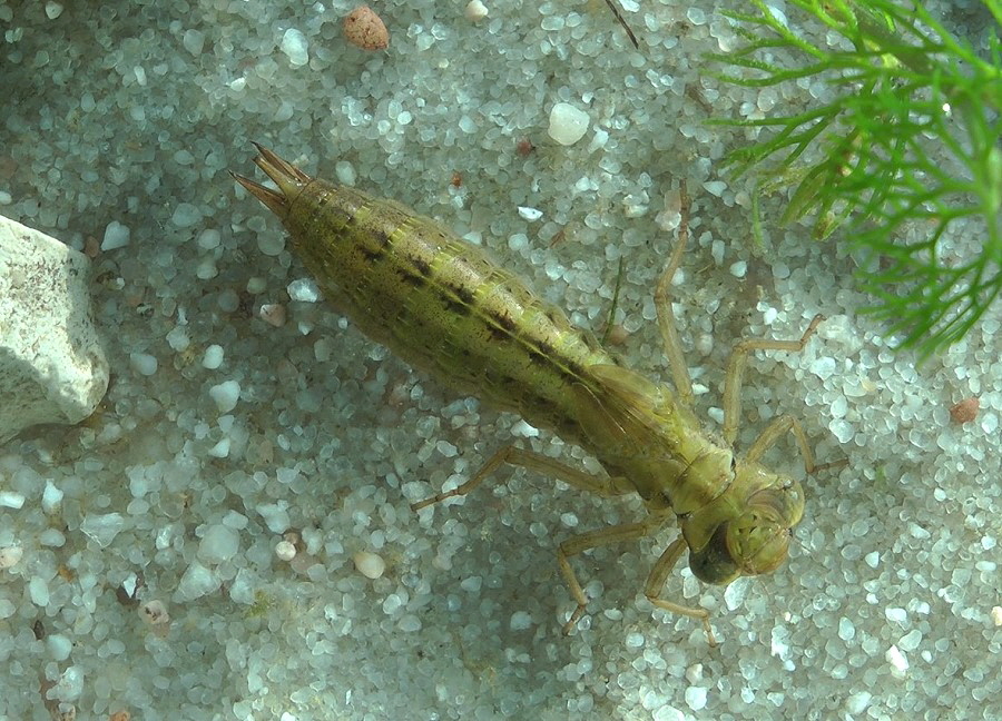 Blaugruene Mosaikjungfer Larve