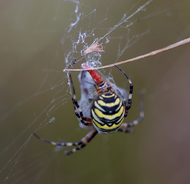 Spinne-Blutrote_Heidelibelle-28-08-09-Lauf-DSC04014[1]