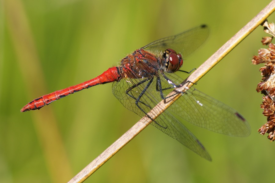 Blutrote Heidelibelle DSC03567