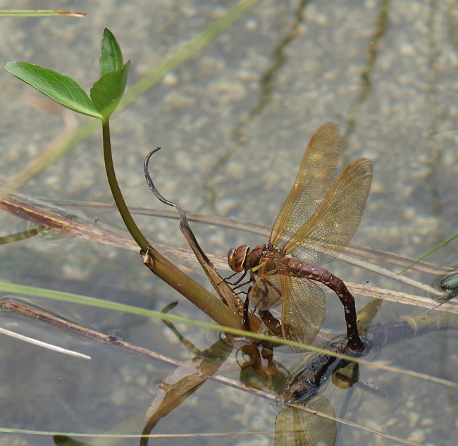 Braune-Mosaikjungfer-Ferchensee-DSC01703