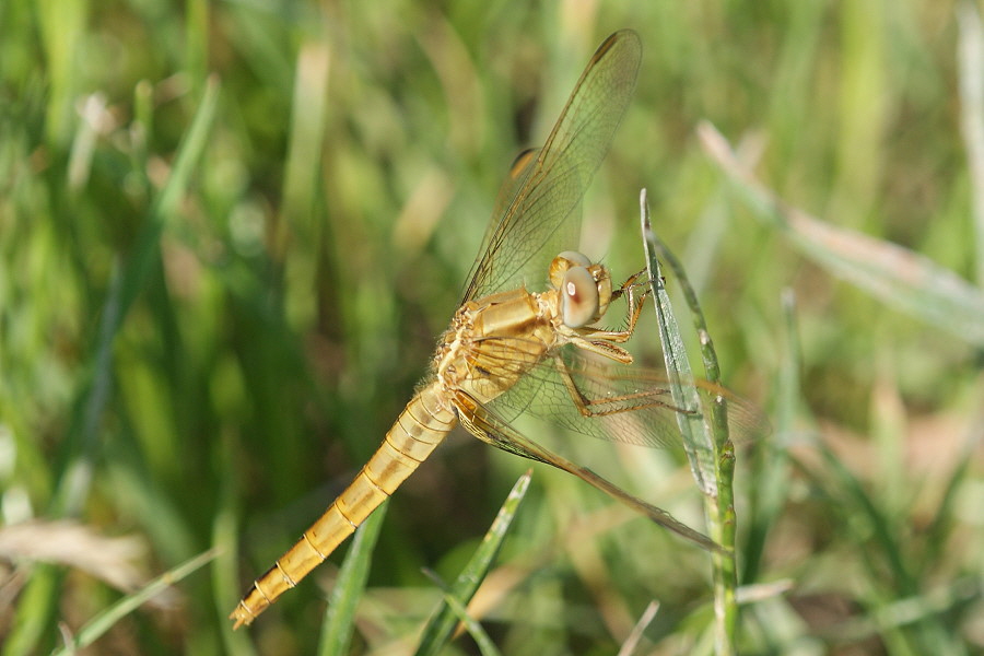 Feuerlibelle DSC03658