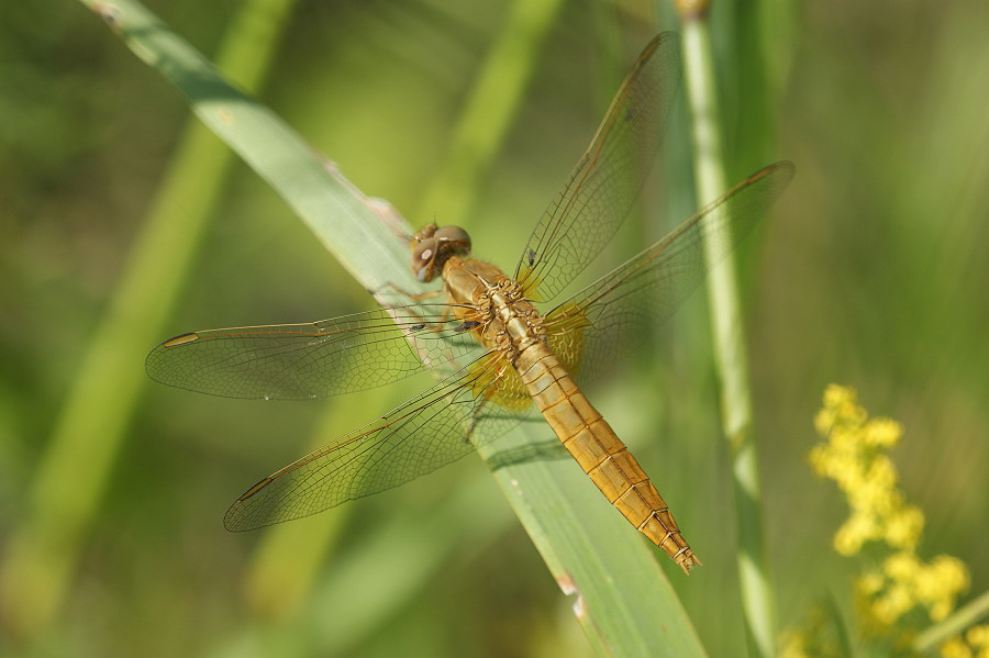 Feuerlibelle DSC03769