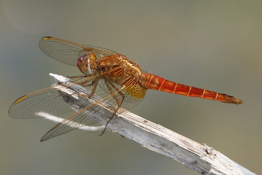 Feuerlibelle DSC06410