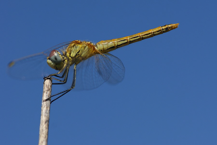 Gefelckte_Heidelibelle-Muernersee-2-DSC06025[1]