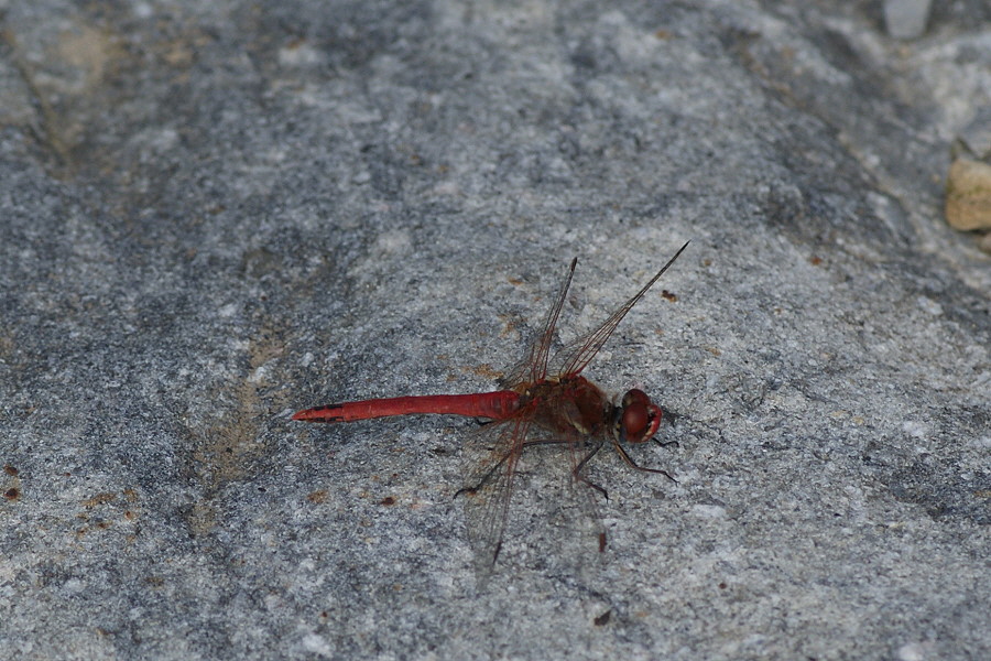 DSC09374 Fruehe Heidelibelle Burgberg