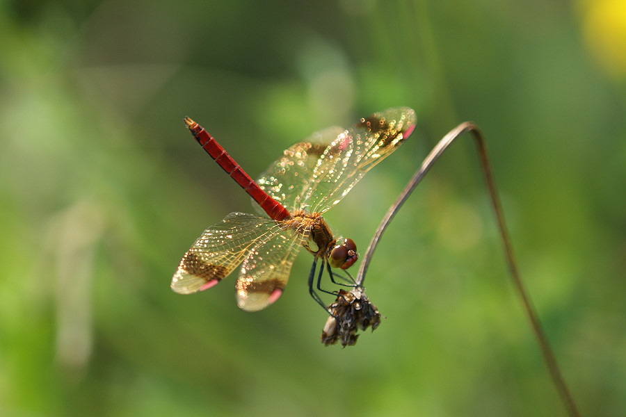 Gebaenderte Heidelibelle  DSC09179