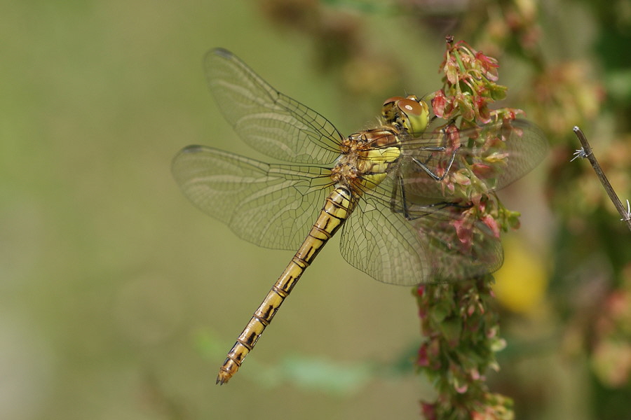 Grosse Heidelibelle DSC09057