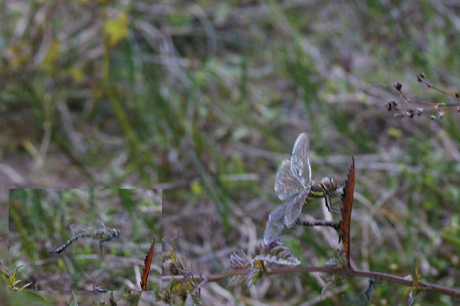 1_herbstmosaikjungfer-DSC07424[1]