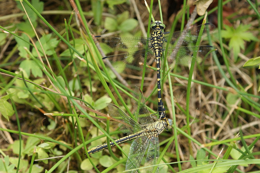 Kleine Zangenlibelle DSC09488