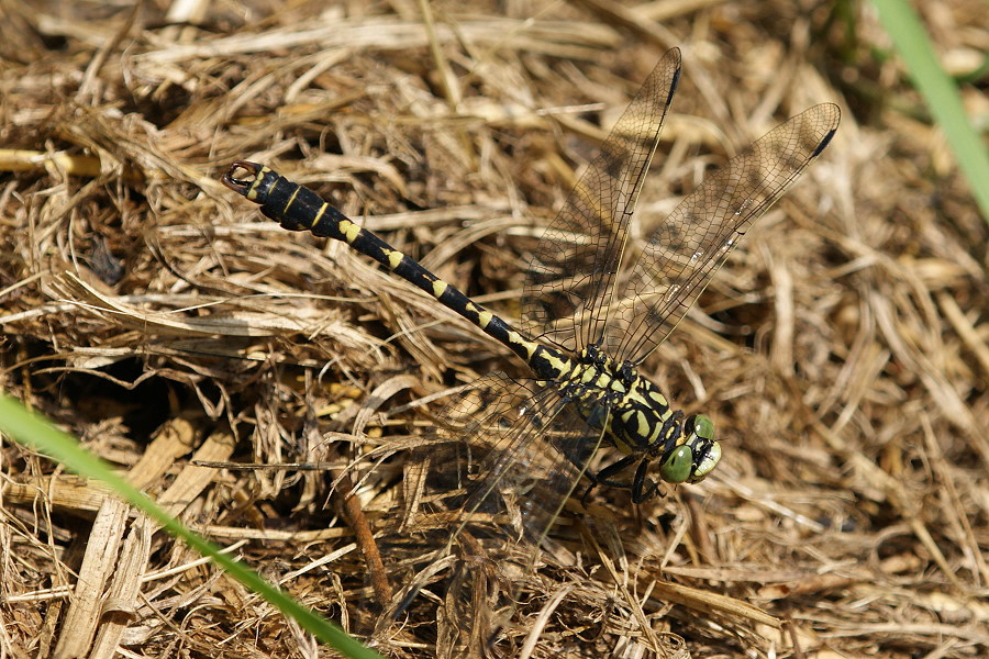 Kleine Zangenlibelle DSC05262