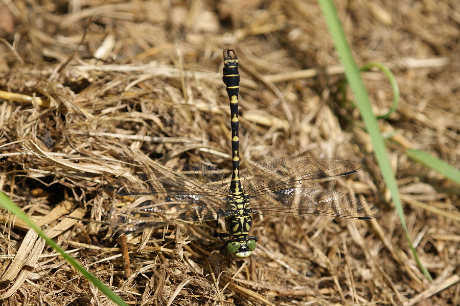 Kleine Zangenlibelle DSC05268