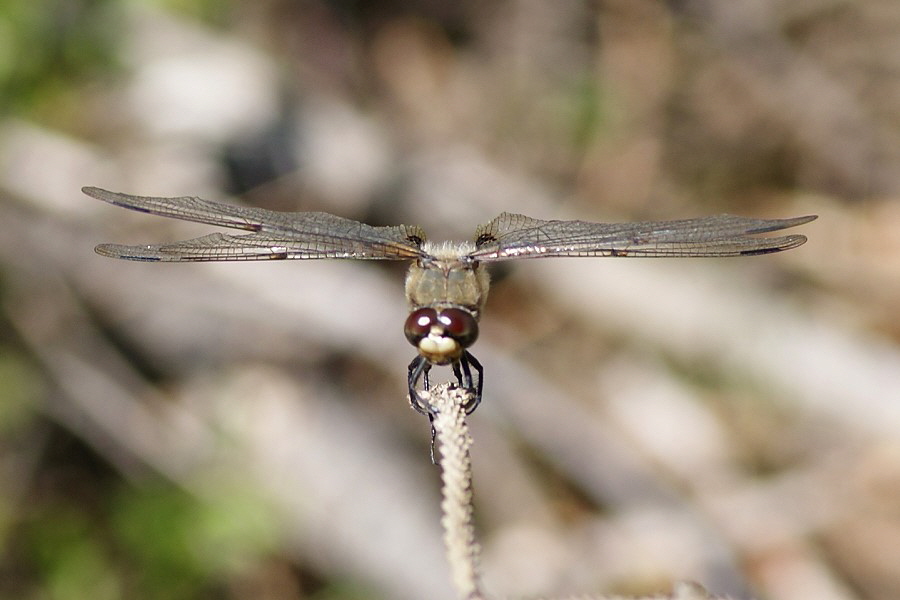 9_Schwarze_Heide-Zeitelmoos-DSC01788[1]