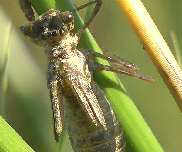 Schwarze Heidelibelle Libellen