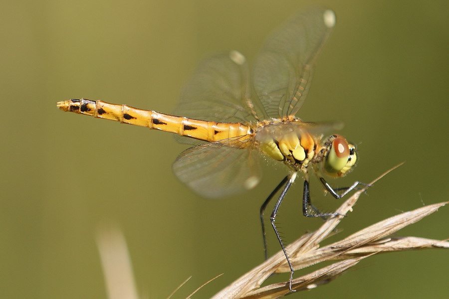 Sumpf Heidelibelle DSC08288