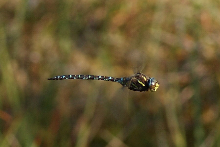 DSC02280 Hochmoor