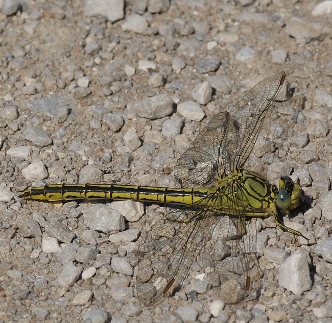 Westliche Keiljungfer-650-DSC07695