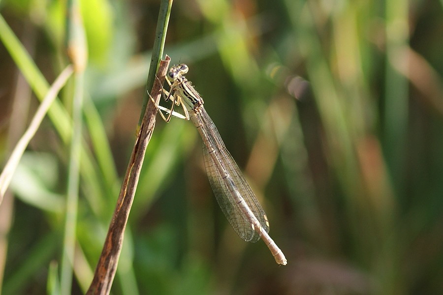 Federlibelle-Reichenschand-DSC01520