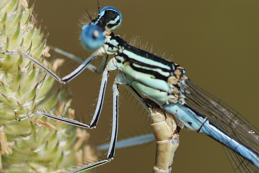 Federlibelle-Paarung-DSC00259