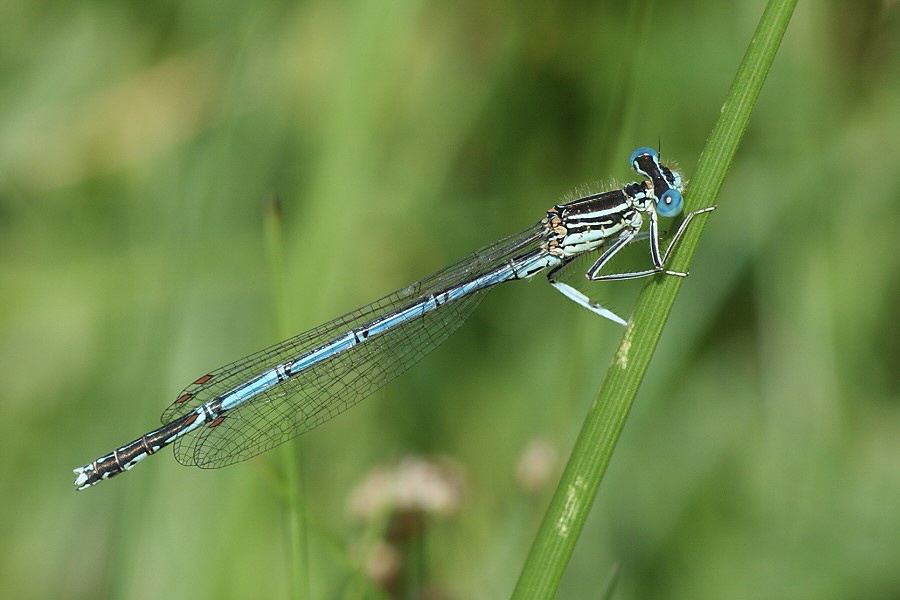 Blaue-Federlibelle-Teufelssee-DSC08818