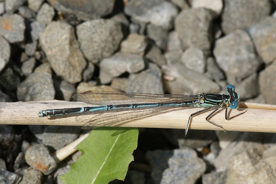 Blaue Federlibelle Murner See DSC00015