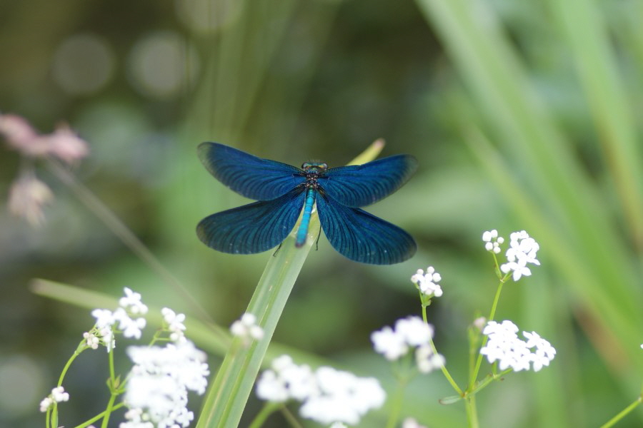 DSC01014 Blaufluegel Prachtlibelle1