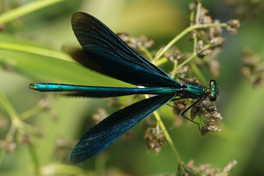 DSC01022 Blaufluegel Prachtlibelle gruenlich