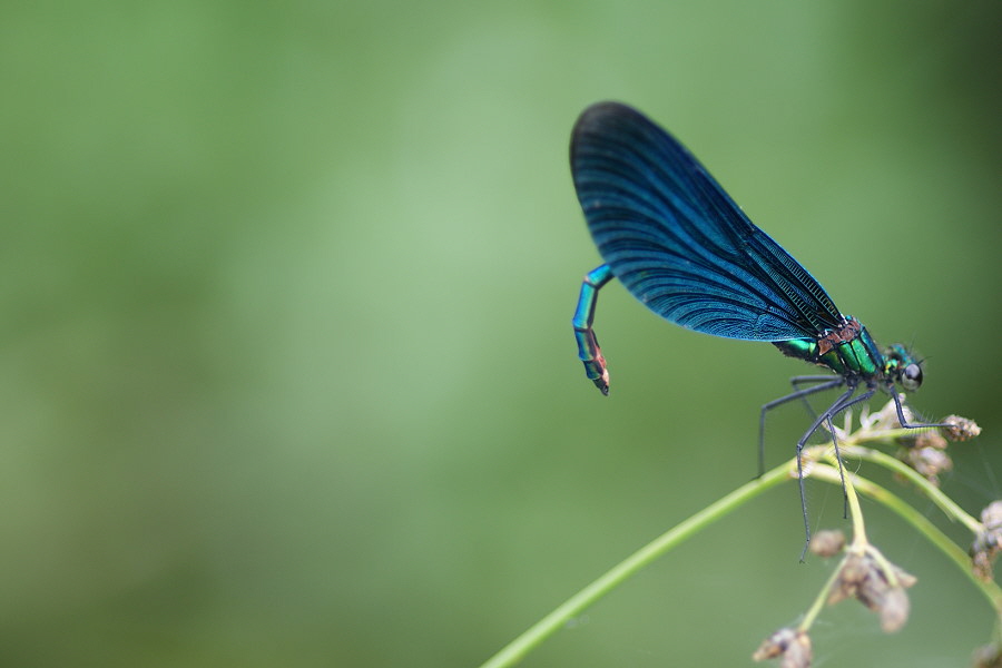 DSC01005 Blaufluegel Prachtlibelle1