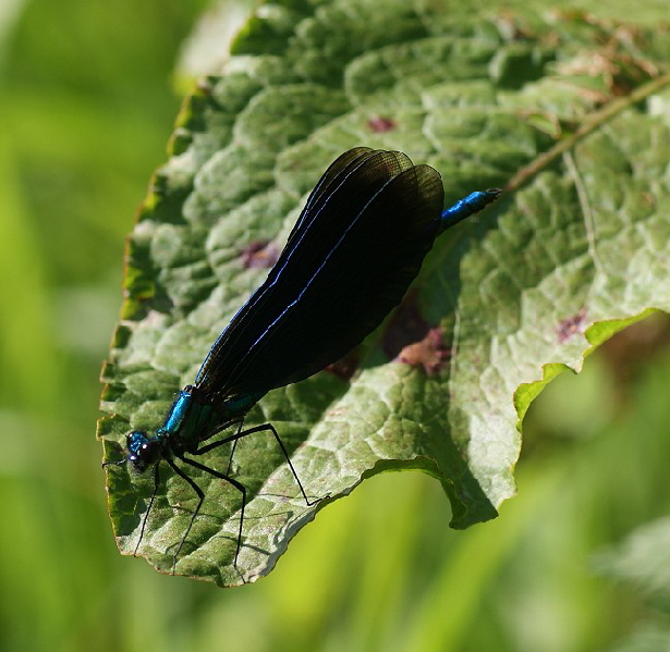 Prachtlibelle-schattenseite-650-DSC07769[1]