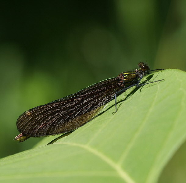 Blaufluegel-Prachtlibelle-Sonnenseite-650-DSC07579[1]