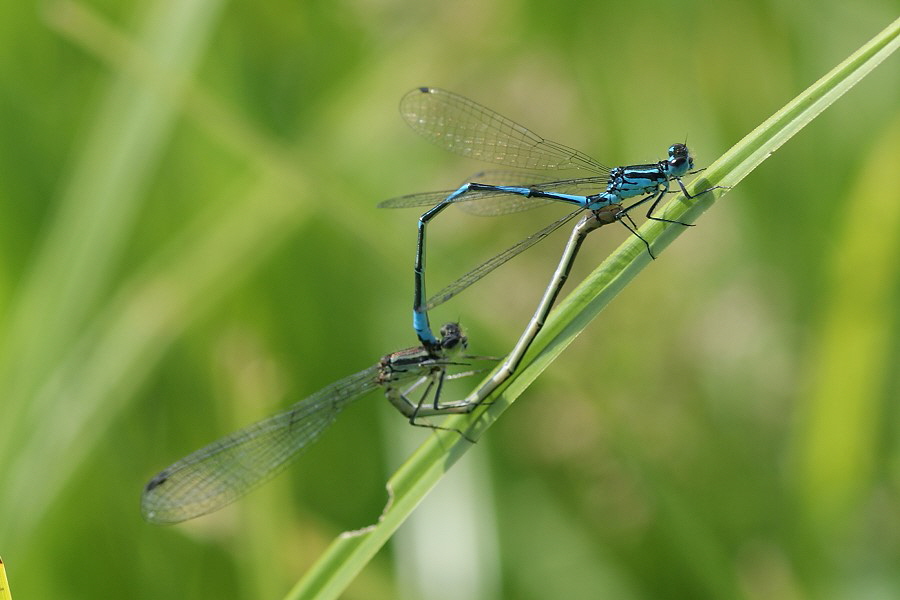 Fledermaus-900-Teufelssee-DSC08533