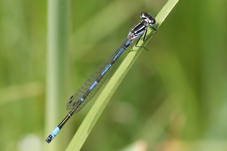 Fledermaus-Azurjungfer-Teufelssee-DSC08729