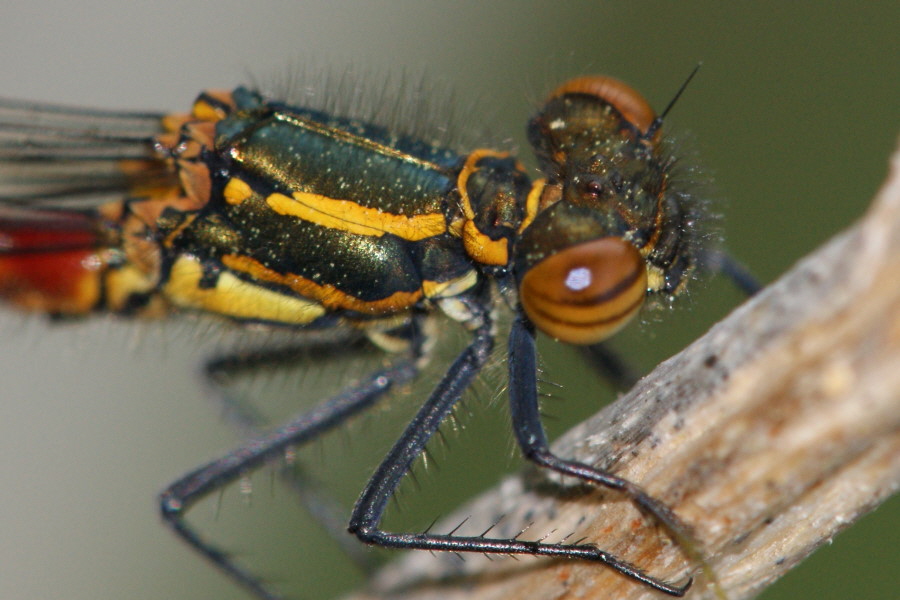 DSC00541 Fruehe Adonislibelle Burgdorf