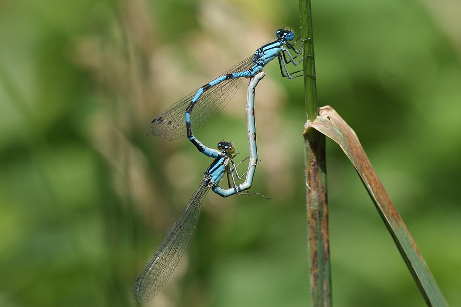 3 Becher-Azur-Reichswald-30-06-09--2-DSC00649