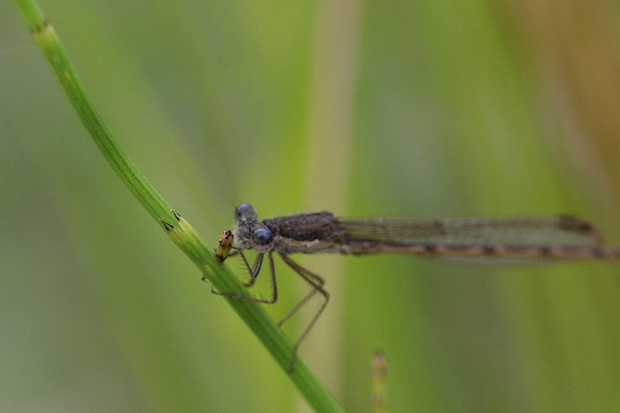 1 Winterlibelle-Samenkorn-DSC06581