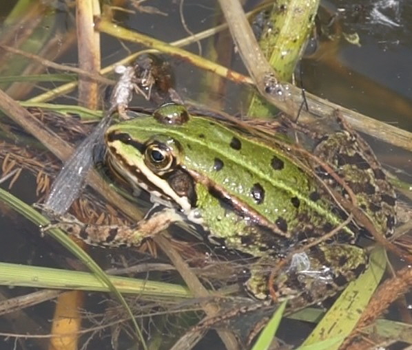 Winterlibelle Frosch