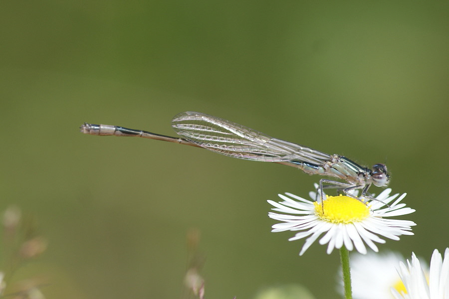 DSC00002 Grosse Pechlibelle Augenkralle