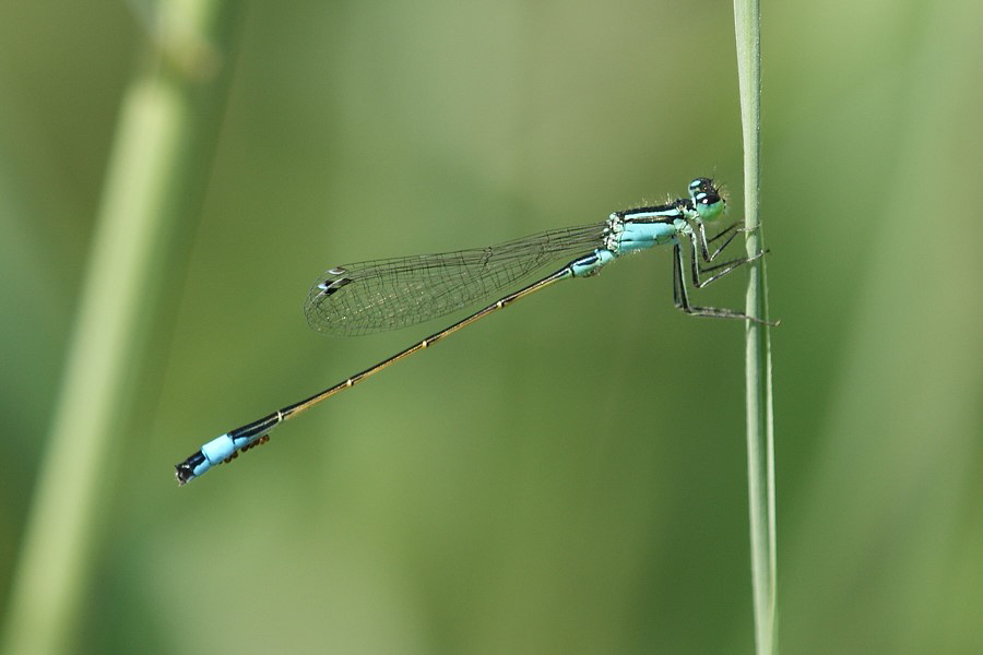 Pechlibelle DSC08313 Milben