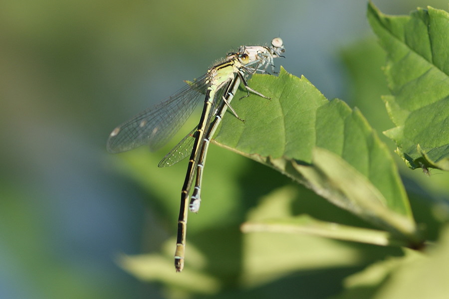 g DSC06798W-Grosse Pechlibelle frisst W Hufeisenazurjungfer