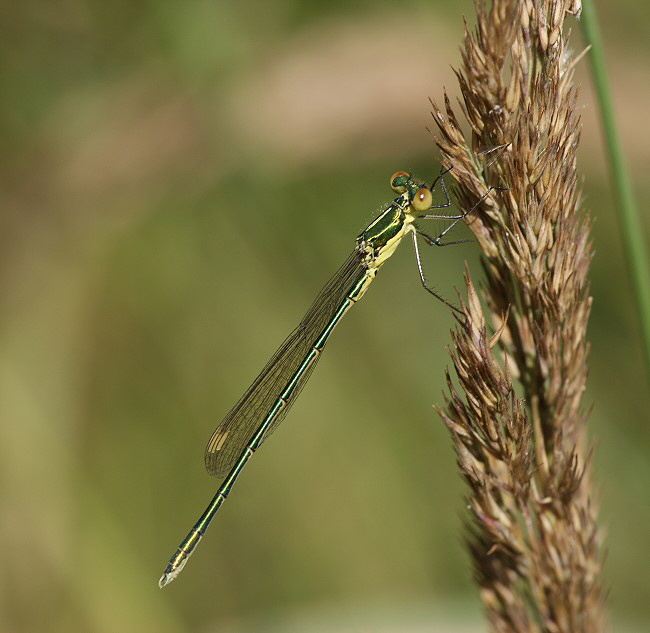 Kleine Maennchen-DSC03636