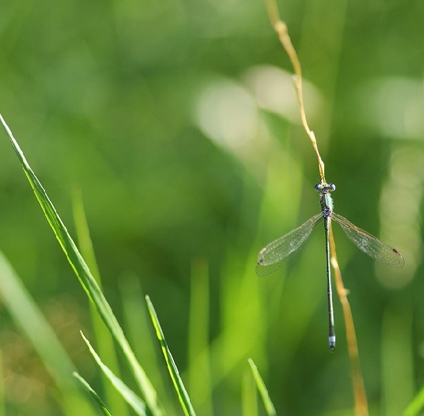 Untypische-Fauna-DSC04143-2[1]