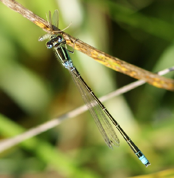 Kleine Pechlibelle-Diepersdorf-DSC00212