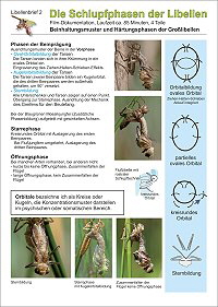 Poster Orbitale-Strukturen 200