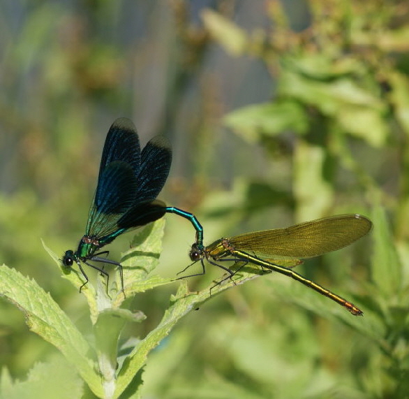 Blaufluegel-Prachtlibelle-DSC08308-600